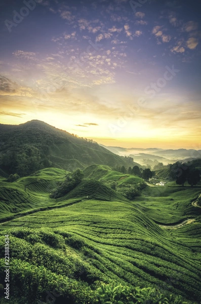 Obraz beauty of morning view at tea plantation during sunset sunrise. wave contour and surrounded by hill