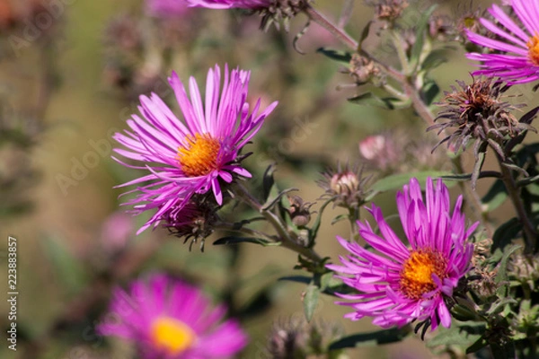 Fototapeta осенние цветы 5