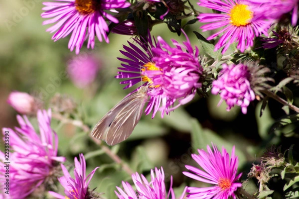 Fototapeta осенние цветы 1