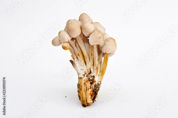 Obraz grzyby psylocybinowe