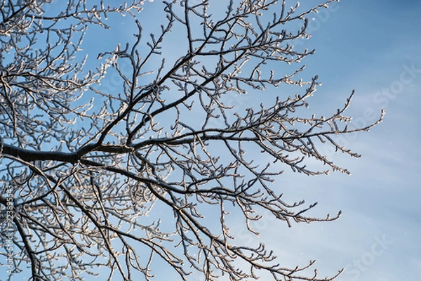 Fototapeta winter snow covered tree branches