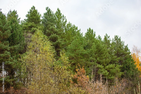 Fototapeta a view on the autumn forest with high coniferous trees. Close-up