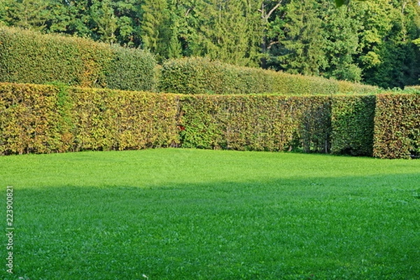 Fototapeta corner of a large lawn with a neatly trimmed green grass fenced hedge against the trees in a beautiful city garden on a Sunny summer day