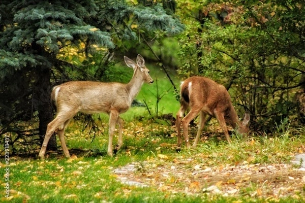 Obraz deer in the forest