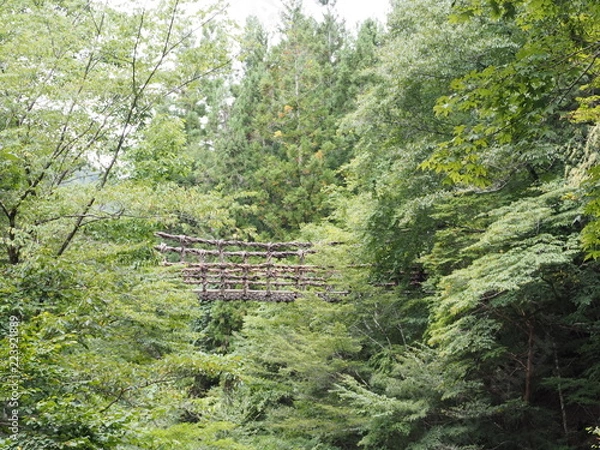 Obraz OLYMPUS DIGITAL CAMERA