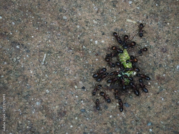 Obraz OLYMPUS DIGITAL CAMERA