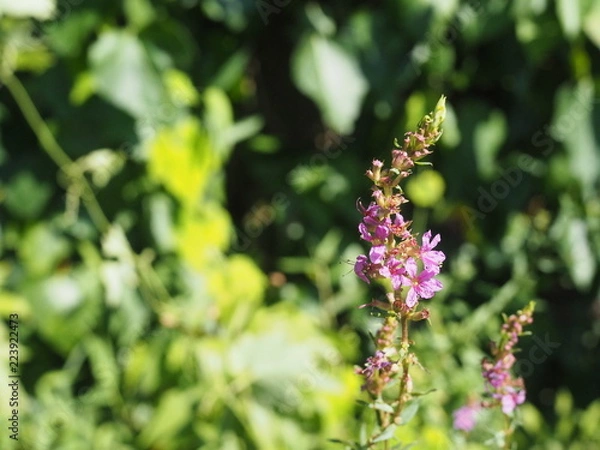 Obraz OLYMPUS DIGITAL CAMERA