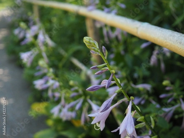 Obraz OLYMPUS DIGITAL CAMERA