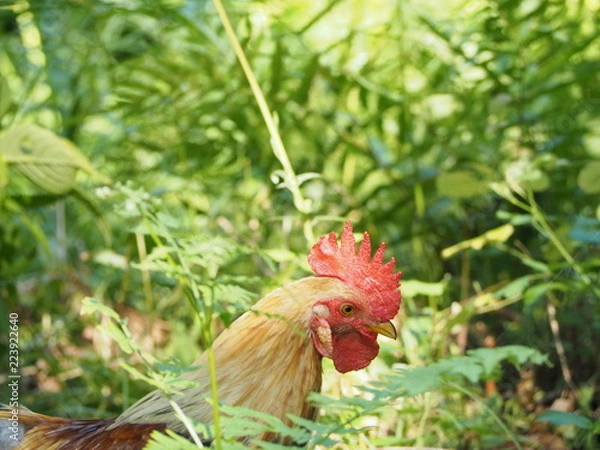 Obraz OLYMPUS DIGITAL CAMERA