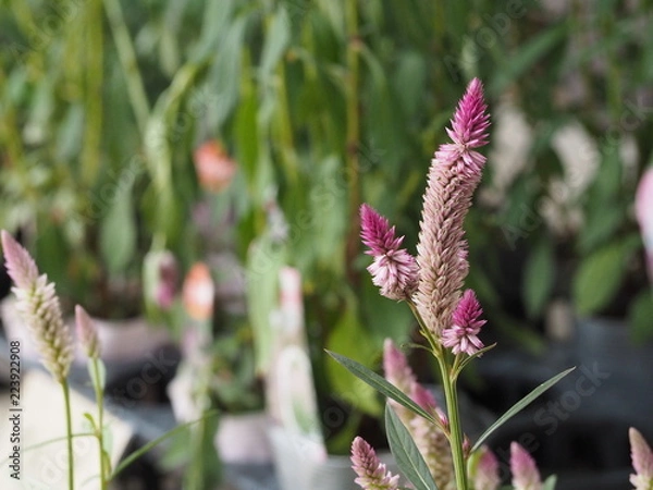 Obraz OLYMPUS DIGITAL CAMERA