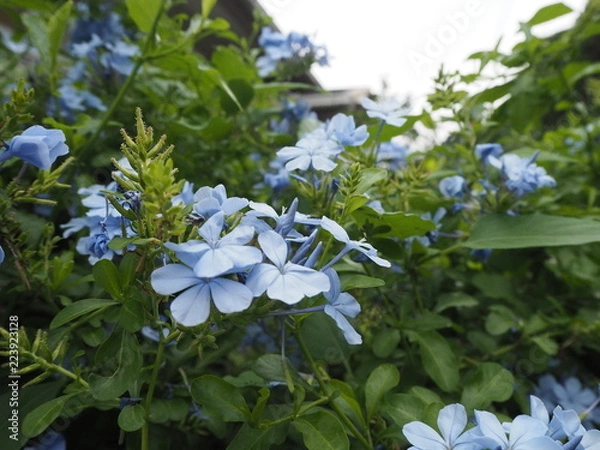 Obraz OLYMPUS DIGITAL CAMERA