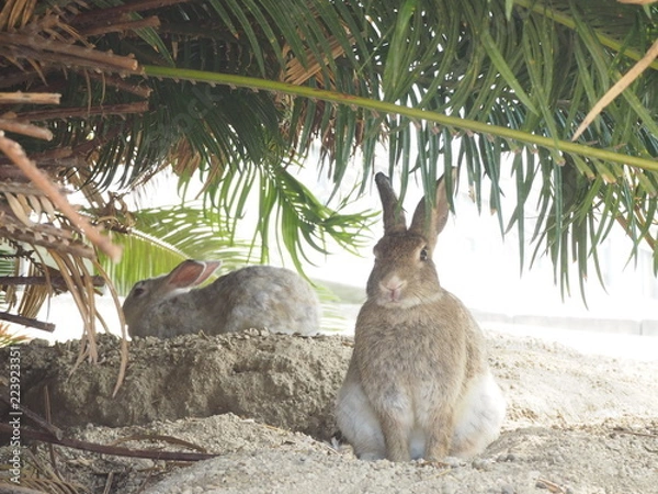 Obraz OLYMPUS DIGITAL CAMERA