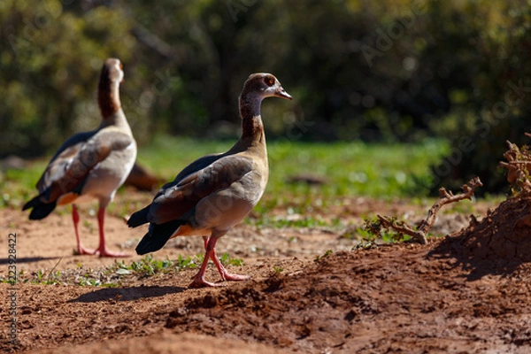 Obraz Ducks walking in the sand
