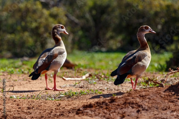 Obraz Ducks standing in the sand