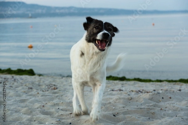 Obraz playful dog on the beach during dusk