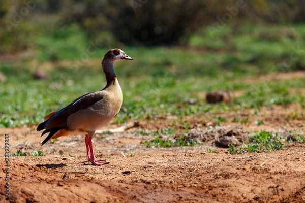 Obraz Kaczka stojąca prosto