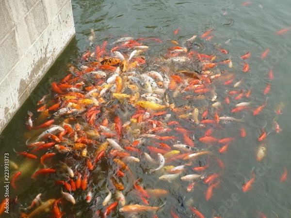 Obraz koi fish
