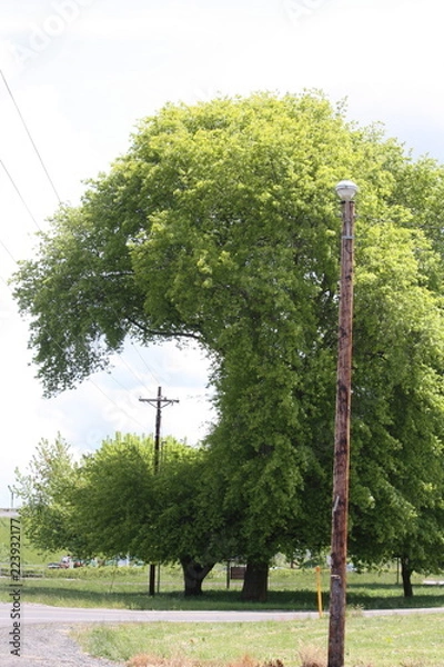 Obraz tree eating telephone wire