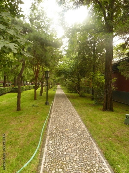 Fototapeta path in the park