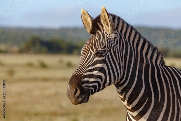Obraz Zebra standing and thinking