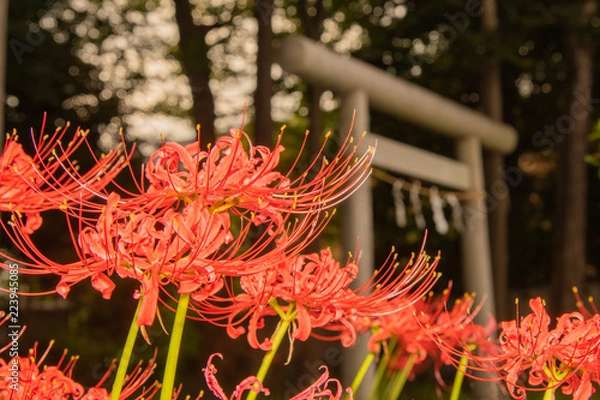Obraz 彼岸花と鳥居