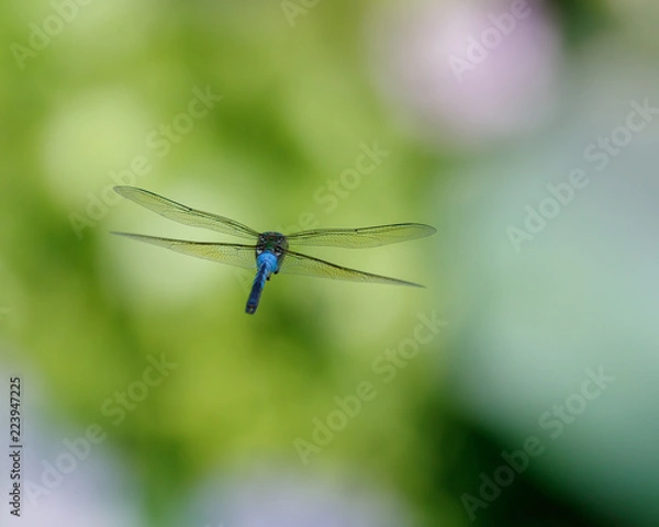 Fototapeta Dragonfly in flight