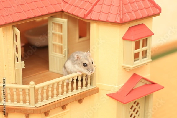Obraz ハムスター