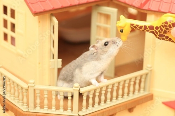 Obraz ハムスター