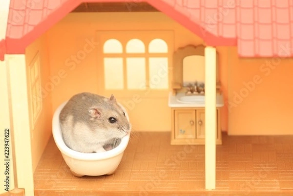 Obraz ハムスターのお家