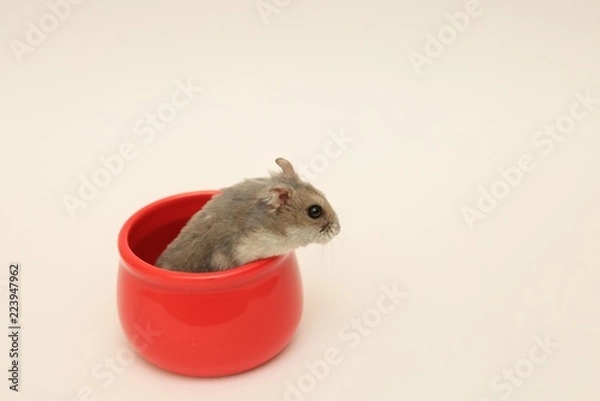 Obraz ハムスター