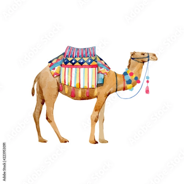 Obraz Akwarela ilustracja wielbłądów