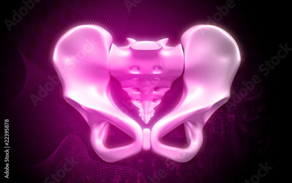 Obraz human pelvis