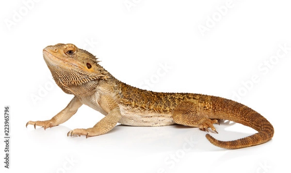 Obraz Brodaty smok na białym tle