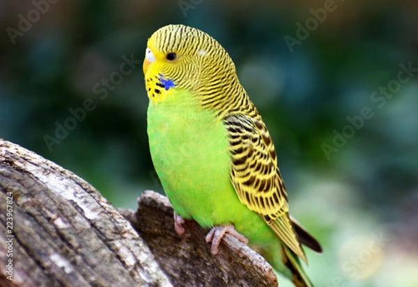 Fototapeta Closeup of a small green budgie sitting on a tree branch