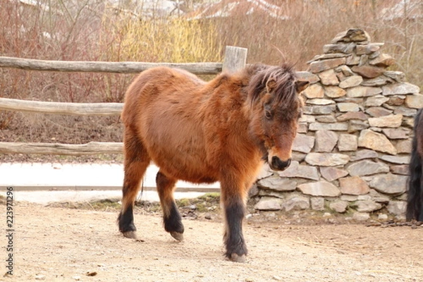 Obraz Brown shetland pony