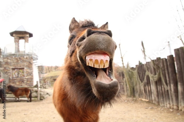 Obraz Smiling shetland pony