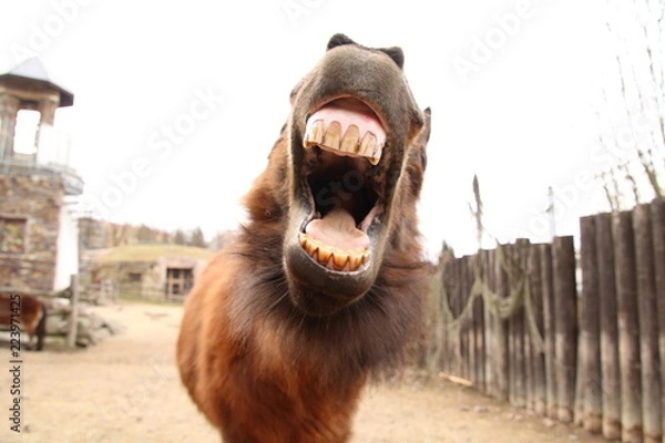 Obraz Smiling shetland pony