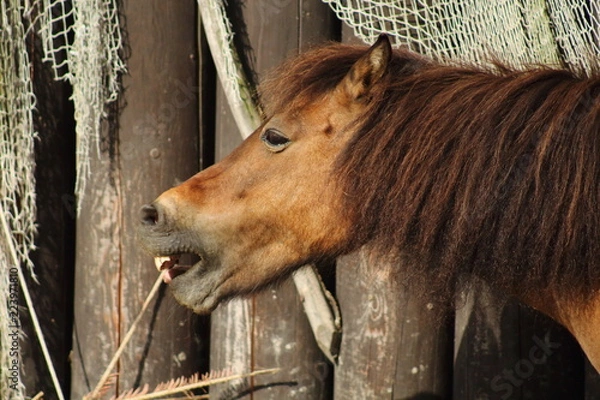Obraz Brown shetland pony