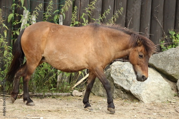 Obraz Brown shetland pony