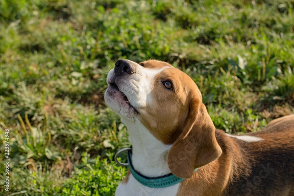 Obraz cute beagle dog posing in the park, sunny summer day
