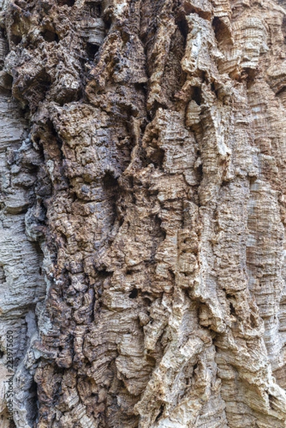 Obraz bark of a tree