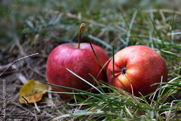 Obraz Two ripe red apples lying on the grass