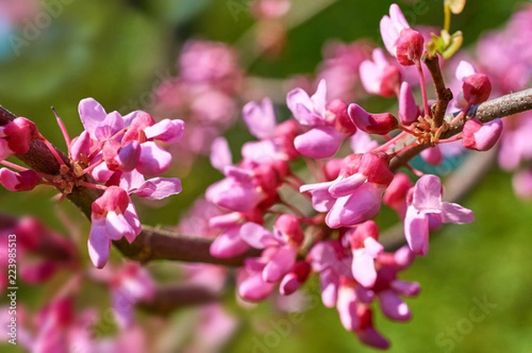 Obraz chinese redbud blooming in spring