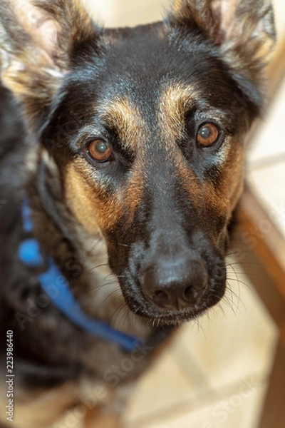 Obraz German Shepherd