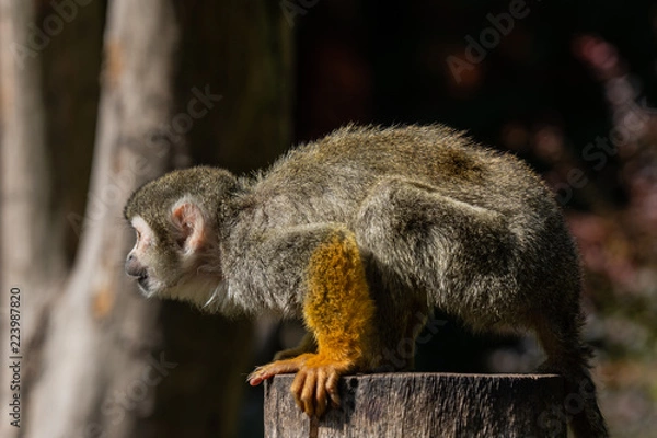 Obraz Little Skull Monkey 