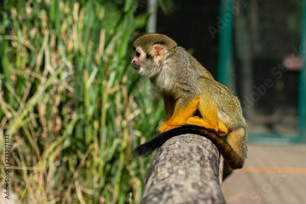 Obraz Little Skull Monkey 