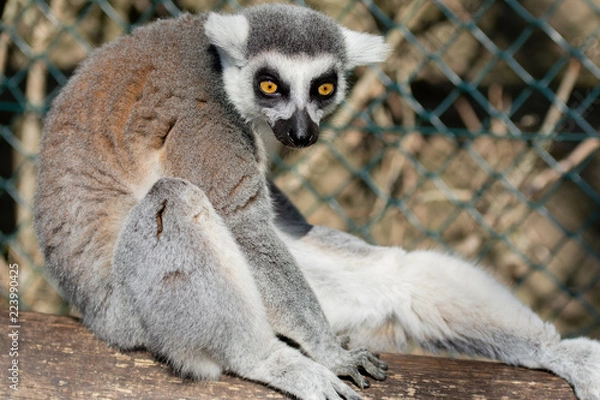 Obraz Lemur monkey from madagascar