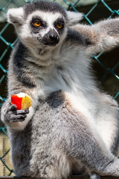 Obraz Lemur monkey from madagascar