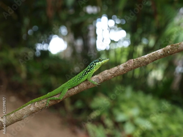Fototapeta Lézard / Caraibes