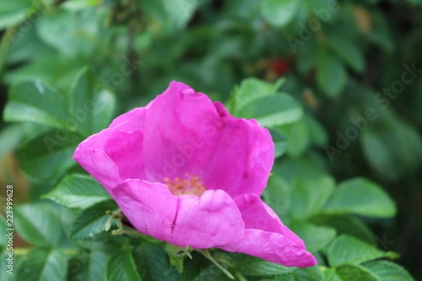 Fototapeta A wild dogrose